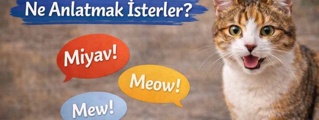 Kediler Neden Miyavlar? Ne Anlatmak İsterler?